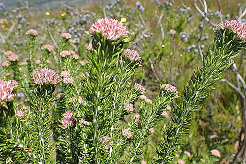 Image of Metalasia trivialis by no rights reserved