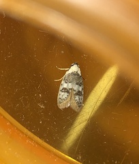 Scatochresis innumera
