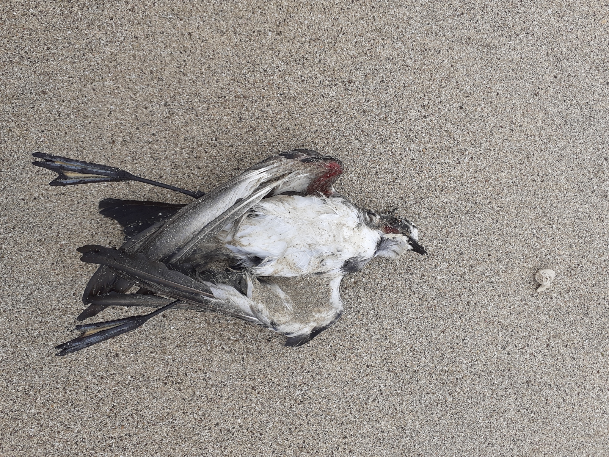 White-faced Storm-Petrel illustration