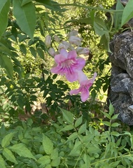 Podranea