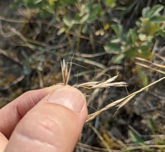 Helictochloa hookeri