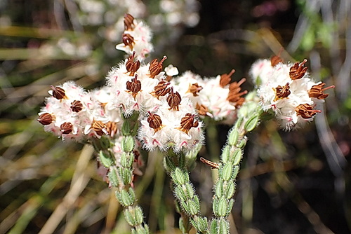 Image of Wool Heath (Erica flaccida) by no rights reserved