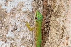 Phelsuma kochi