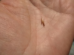 Helictochloa hookeri