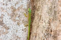 Phelsuma kochi