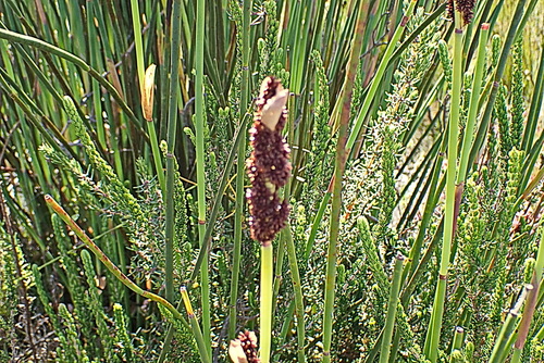 Image of Elegia thyrsoidea by no rights reserved
