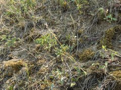 Helictochloa hookeri