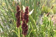 Elegia thyrsoidea