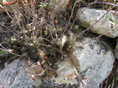 Tylecodon grandiflorus