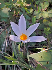 Crocus aleppicus
