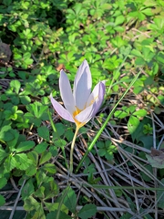 Crocus aleppicus