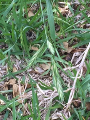 Bromus catharticus