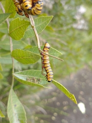 Lepidoptera