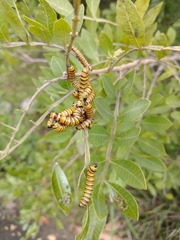 Lepidoptera