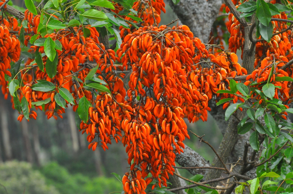 Ceibo de Monte (Erythrina falcata) · iNaturalist Ecuador