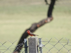 Pyrocephalus rubinus rubinus