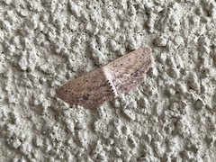 Scopula aemulata