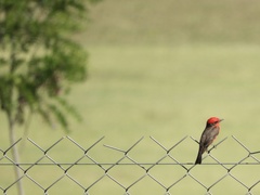 Pyrocephalus rubinus rubinus