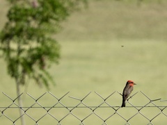 Pyrocephalus rubinus rubinus
