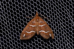 Chaetolopha niphosticha