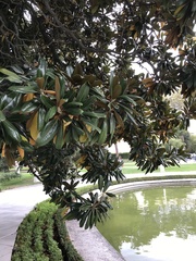 Magnolia grandiflora