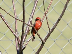 Pyrocephalus rubinus rubinus