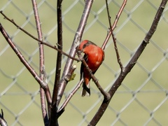 Pyrocephalus rubinus rubinus