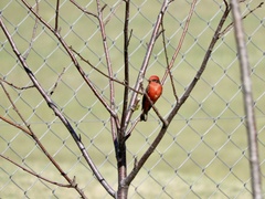 Pyrocephalus rubinus rubinus