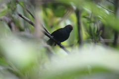 Dysithamnus occidentalis