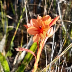 Watsonia stenosiphon