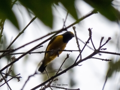 Euphonia concinna