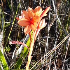 Watsonia stenosiphon
