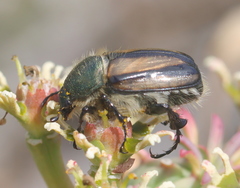 Stegopterus vittatus