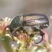 Bumblingbee Beetles - Photo (c) Cecile Roux, some rights reserved (CC BY-NC), uploaded by Cecile Roux