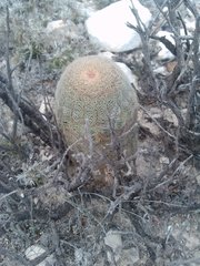 Echinocereus pectinatus pectinatus