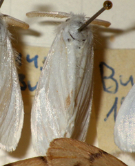 Euproctis chrysorrhoea