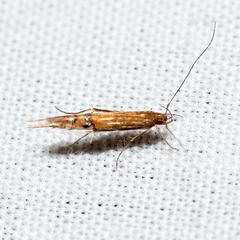 Cosmopterix fernaldella