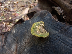 Trametes