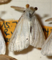 Euproctis chrysorrhoea