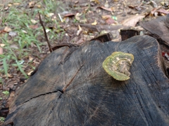 Trametes