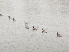 Branta canadensis