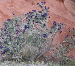 Psorothamnus fremontii