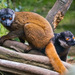 Eulemur cinereiceps - Photo (c) Julian Mr.Lemur,  זכויות יוצרים חלקיות (CC BY-SA)