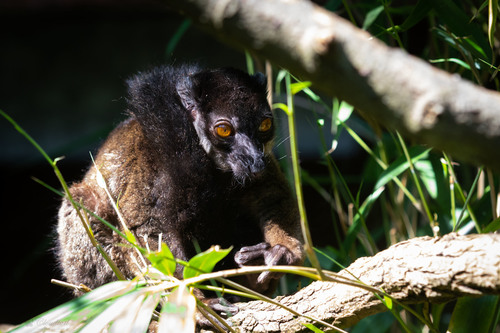 White-collared Lemur