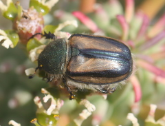 Stegopterus vittatus