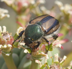 Stegopterus vittatus