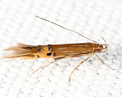 Cosmopterix fernaldella