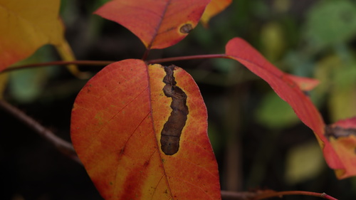 Poison Ivy Leaf-miner Moth