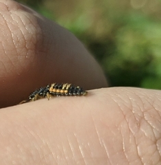 Harmonia axyridis