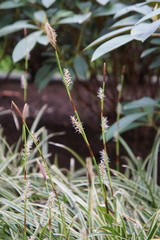 Carex oshimensis